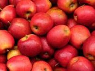 apples